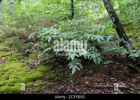 Vaccinium arctostaphylos - pianta selvatica sparata in estate. Foto Stock