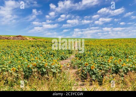 Campo agricolo di girasoli in fiore contro un cielo blu in una giornata di sole. Piante su campi agricoli nella stagione estiva Foto Stock