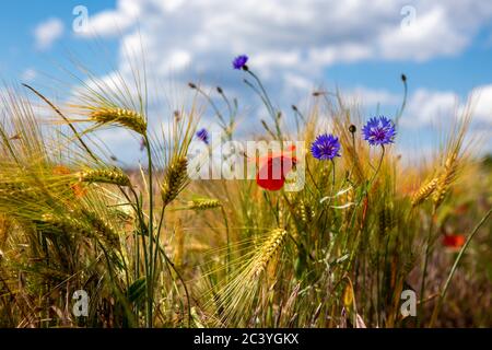 i fiori di mais blu e i papaveri rossi si trovano di fronte a un campo di mais marrone Foto Stock