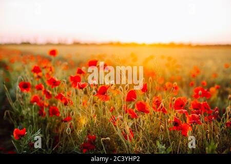 Campo di papaveri rossi al tramonto. Messa a fuoco morbida Foto Stock