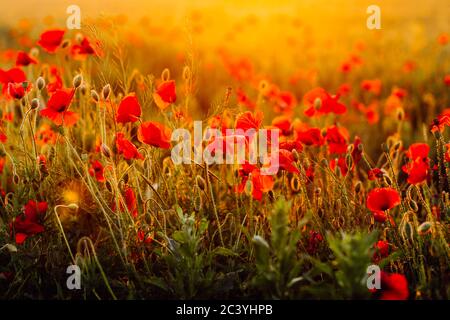 Campo di papaveri rossi al tramonto. Messa a fuoco morbida Foto Stock