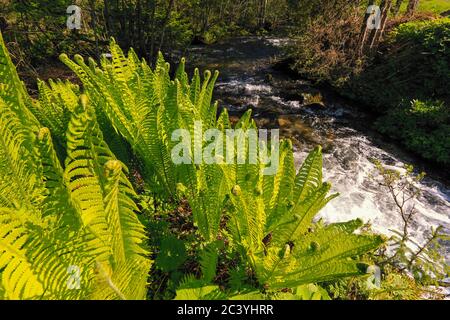 Fern cresce sulla riva di un piccolo torrente puro che scorre lungo le montagne Tauri dello Schladminger verso lo 'Steirischer Bodensee', Stiria, Austria Foto Stock