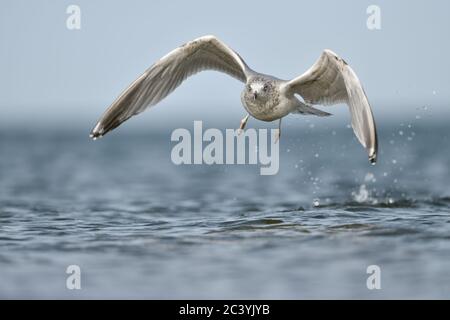 Aringa europea Gull ( Larus argentatus ) tenendo fuori dall'acqua, mar baltico, partendo in volo, battenti, Scatto frontale, la fauna selvatica, l'Europa. Foto Stock