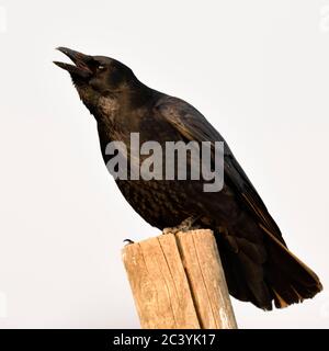 Carrion Crow / Rabenkraehe ( Corvus corone ) in inverno, appollaiato su un palo di recinzione, chiamando, crawing rumorosamente, fauna selvatica, l'Europa. Foto Stock