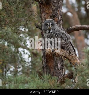 Grande Gufo grigio / Bartkauz ( Strix nebulosa ) appollaiato in un albero di pino, caccia, guardando, ben mimetizzata. Foto Stock