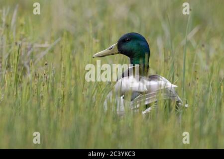 Mallard / anatra selvatica / Stockente ( Anas platyrhynchos ), maschio adulto, in seduta bassa vegetazione naturale, guardando attentamente, fauna selvatica, l'Europa. Foto Stock