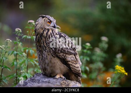 Gufo Eurasiatico ( Bubo bubo ), arroccato su una roccia al tramonto, guardando intorno, in un bel paesaggio, colori, fauna selvatica, Europa. Foto Stock