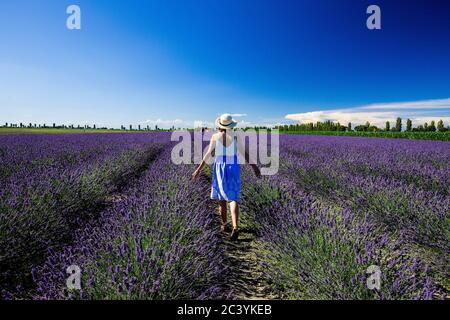 Campo di lavanda sul delta del po e ragazza Foto Stock