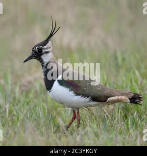 Pavoncella / Kiebitz ( Vanellus vanellus ), femmina adulta, in appoggio in un ampio prato circostante tipica, la fauna selvatica, l'Europa. Foto Stock