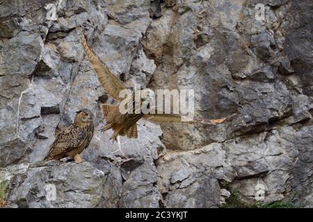 Eagle Owl ( Bubo bubo ), gufi dell'aquila eurasiatica, arroccato su una sporgenza rocciosa in faccia di scogliera, si sta decollando, fauna selvatica, Europa. Foto Stock