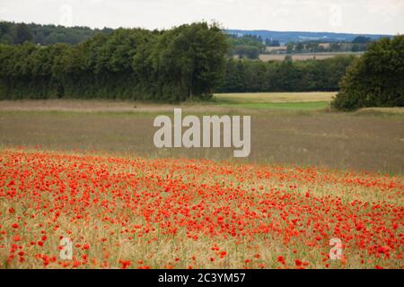 Pop-mais in un campo di mais vicino Blankenheim nella regione di Eifel, Renania Settentrionale-Vestfalia, Germania. Klatschmohn in einem Getreidefeld bei Blankenheim Foto Stock