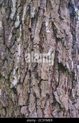 Struttura di una corteccia profondamente spaccata di un vecchio albero di betulla come sfondo. Foto Stock