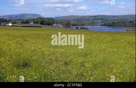 Buttercups & fiori selvatici con Pendle Hill e Foulridge Upper Reservoir lo sfondo di Castle Road sulla East Colne Way, Lancashire, Inghilterra. Foto Stock