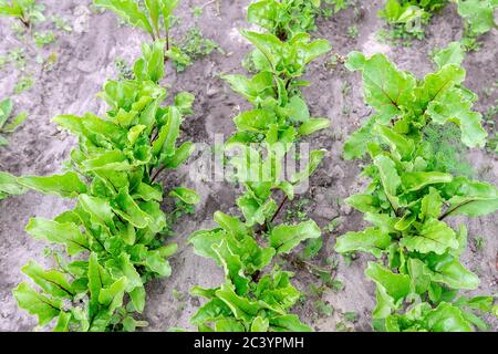 Foglie fresche di barbabietola verde o radici di barbabietola. Cresce in un'azienda agricola biologica. Coltivando ortaggi biologici Foto Stock