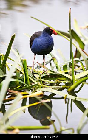 Uccelli / Australasia Swamphen foraggio al Lago Wendouree, Ballarat Victoria Australia. Foto Stock