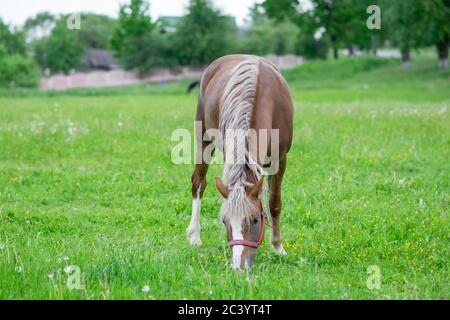 Cavallo di baia argentata in un campo su un paddock. Foto Stock