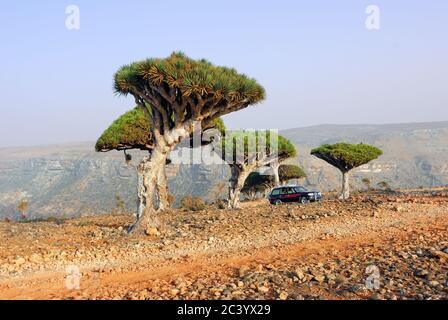 YEMEN, SOCOTRA - 8 MARZO 2010: Auto fuoristrada sulla strada con pianta endemica Dragon Blood Tree. Il safari fuoristrada è una delle principali attrazioni turistiche locali Foto Stock