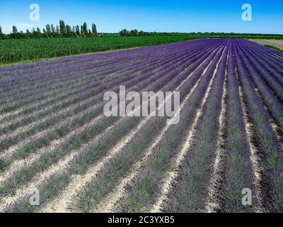 Campo di lavanda sul delta del po Foto Stock