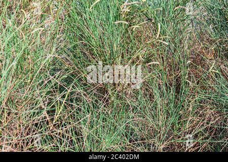 Erba coltivata lunga in un campo Foto Stock