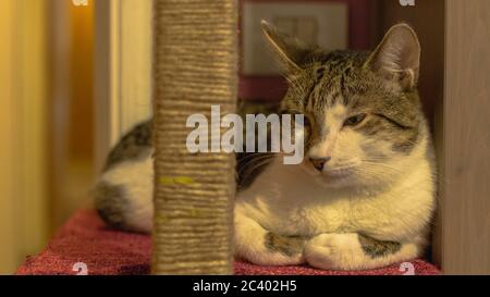 Il mio gatto è innamorato di questo post graffiante Foto Stock