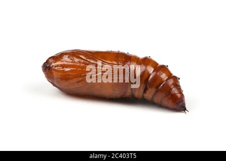 Pupa di falkmoth della testa della morte maggiore (Acherontia atropos) isolato su bianco. Foto ad alta risoluzione. Profondità di campo completa. Foto Stock