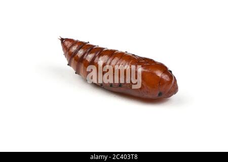 Pupa di falkmoth della testa della morte maggiore (Acherontia atropos) isolato su bianco. Foto ad alta risoluzione. Profondità di campo completa. Foto Stock