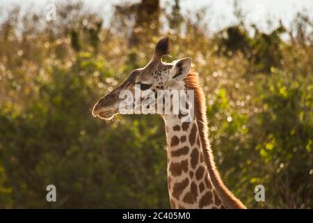 La giraffa nel Masai Mara, Kenya, Africa Foto Stock