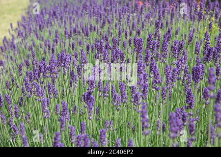 Berlino, Germania. 12 giugno 2020. Fiori di lavanda nel giardino di rose su Karl-Marx-Allee. Credit: Alexandra Schuler/dpa/Alamy Live News Foto Stock