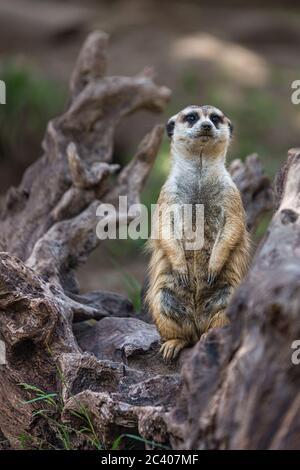 Ritratto di Single Meerkat o Suricate in piedi con sfondo sfocato, animale nativo africano, piccolo carnivoro appartenente alla famiglia mongoose Foto Stock