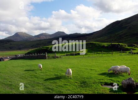 Galles del Nord, il parco nazionale di Snowdonia. Pascolo di pecore su prati verdi lussureggianti di montagna. Erba verde, montagne scure. Un giorno estivo. Foto Stock