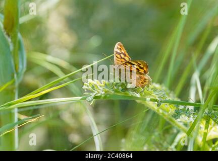 Chiazzato legno, butterfly, Pararge aegeria, prendere il sole, Andalusia, Spagna. Foto Stock