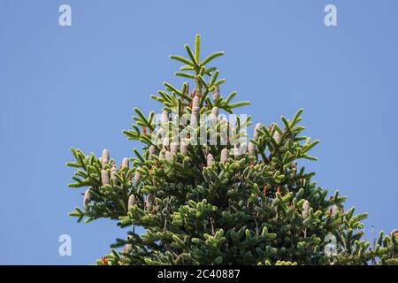 Abete spagnolo (Abies Pinsapo) con coni immaturi a Sierra de las Nieves, Parco Naturale, Andalusia, Spagna. Foto Stock