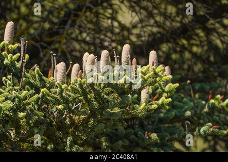 Abete spagnolo (Abies Pinsapo) con coni immaturi a Sierra de las Nieves, Parco Naturale, Andalusia, Spagna. Foto Stock