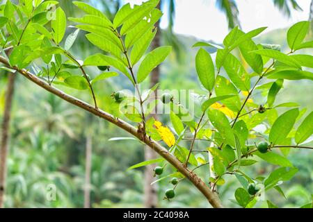 Foresta selvaggia sull'isola di Panay Filippine Foto Stock