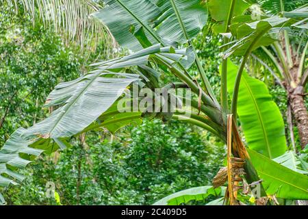 Foresta selvaggia sull'isola di Panay Filippine Foto Stock
