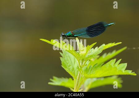 demoiselle, Calopteryx splendens, riposante su ortica, Norfolk, Regno Unito Foto Stock