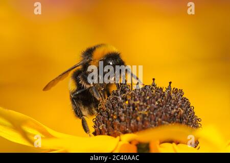 Bumblebee con coda di ruff, Bombus terrestris, nutrendo su Rudbikia fiore, giardino, Norfolk, agosto Foto Stock