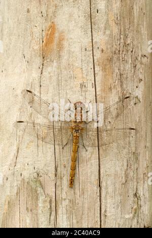 Dragonfly comune di Darter, Sympetrum striolatum, femmina su fencepost di legno Foto Stock