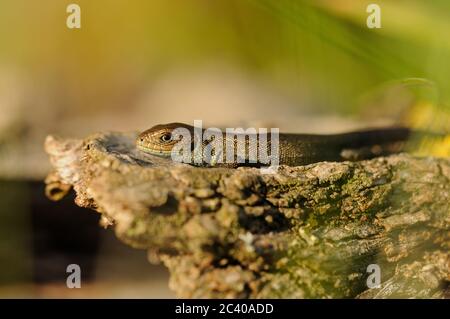 Lucertola vivipara o lucertola comune, Zootoca vivipara, giovanile crogiolarsi sul log, Norfolk, agosto Foto Stock