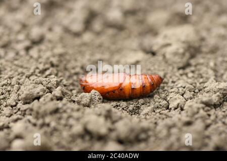 Pupa di falkmoth della testa della morte maggiore (Acherontia atropos) isolato su sfondo terrestre Foto Stock