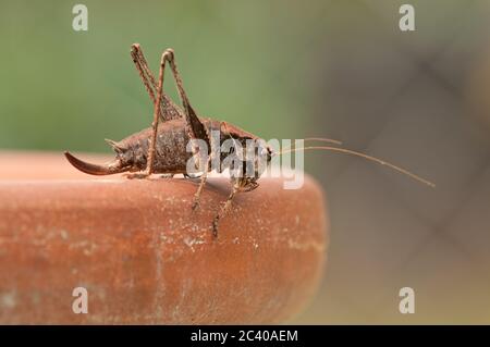 Cupo cricket cespuglio scuro, Pholidoptera griseoaptera, sul bordo della pentola di pianta, giardino, Norfolk, ottobre Foto Stock