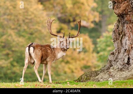 Daino, dama dama, anatra sotto quercia, autunno, ottobre, Suffolk Foto Stock