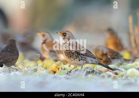 Fieldfare, Turdus pilaris, frutteto, Norfolk, Inverno Foto Stock