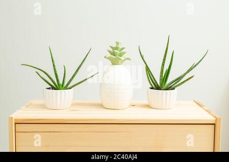 Pianta domestica. Aloe vera e cactus sono sulla mensola di legno della casa. Giardinaggio domestico. Bianco e verde Foto Stock