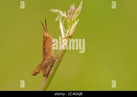 Il gracshopper di campo, Chorthippus brunneus, appollaiato su lama di erba, giovane gracshopper, giugno, Norfolk Foto Stock