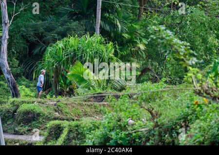 Foresta selvaggia sull'isola di Panay Filippine Foto Stock
