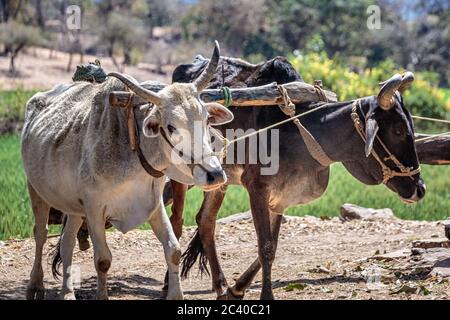 Due tori nel campo che lavorano per ottenere l'acqua ai campi, India. Foto Stock