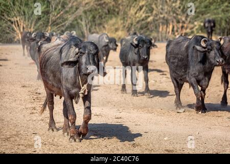 Mandria di tori nel campo a piedi per ottenere l'acqua nei campi, India. Foto Stock