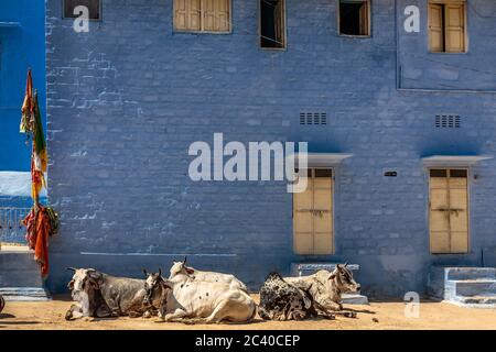 Mandria di mucche che che giace nella città blu di Jodhpur, Rajasthan, India. Foto Stock