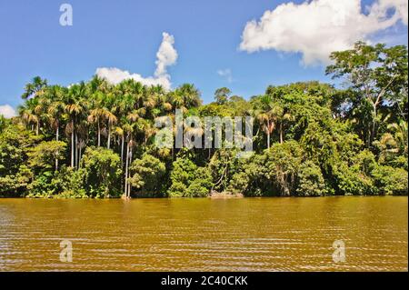 Riserva Nazionale di Tambopata, bacino amazzonico, Perù, Sud America Foto Stock